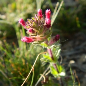 Parentucellia latifolia at Fadden, ACT - 3 Oct 2015 07:27 AM