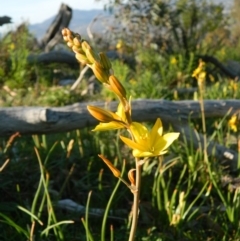 Bulbine bulbosa (Golden Lily) at Fadden, ACT - 2 Oct 2015 by RyuCallaway