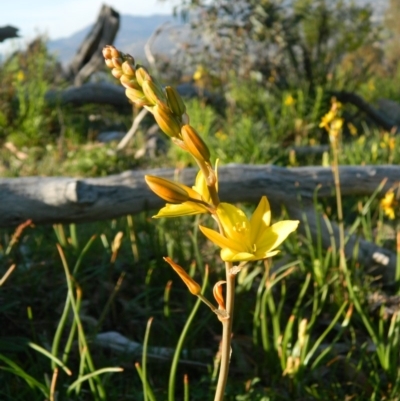 Bulbine bulbosa (Golden Lily, Bulbine Lily) at Fadden, ACT - 3 Oct 2015 by ArcherCallaway