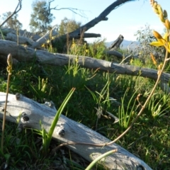 Bulbine bulbosa at Fadden, ACT - 3 Oct 2015 07:39 AM