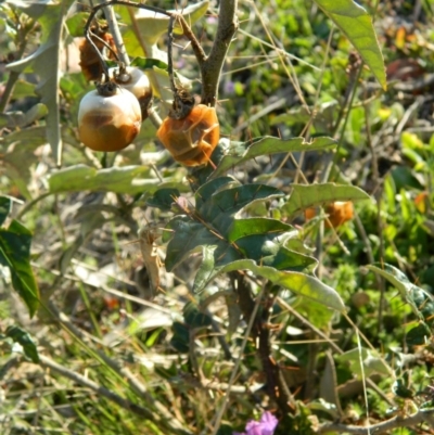 Solanum cinereum (Narrawa Burr) at Wanniassa Hill - 2 Oct 2015 by RyuCallaway