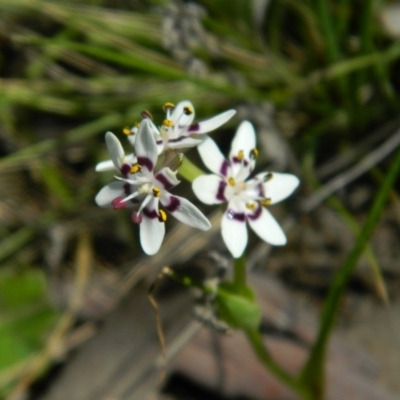 Wurmbea dioica subsp. dioica (Early Nancy) at Wanniassa Hill - 3 Oct 2015 by RyuCallaway