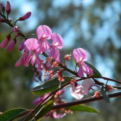 Indigofera australis subsp. australis (Australian Indigo) at Wanniassa Hill - 3 Oct 2015 by RyuCallaway