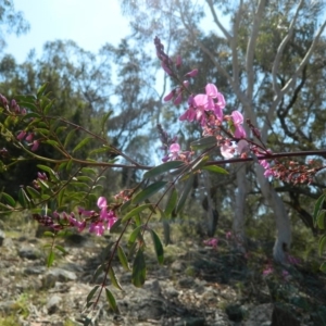 Indigofera australis subsp. australis at Fadden, ACT - 3 Oct 2015