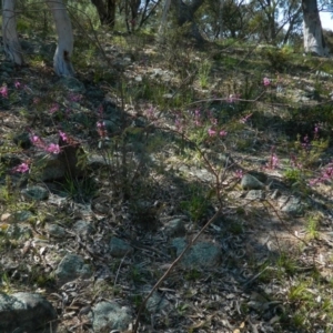 Indigofera australis subsp. australis at Fadden, ACT - 3 Oct 2015 10:17 AM