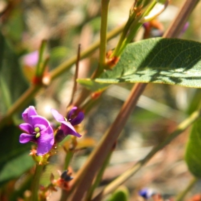 Hardenbergia violacea (False Sarsaparilla) at Wanniassa Hill - 3 Oct 2015 by RyuCallaway