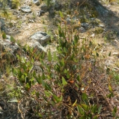 Hardenbergia violacea at Fadden, ACT - 3 Oct 2015