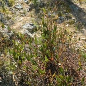 Hardenbergia violacea at Fadden, ACT - 3 Oct 2015