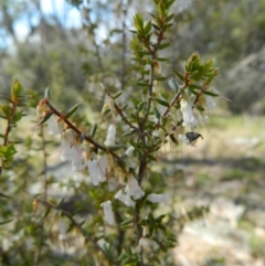 Leucopogon fletcheri subsp. brevisepalus (Twin Flower Beard-Heath) at Wanniassa Hill - 3 Oct 2015 by RyuCallaway