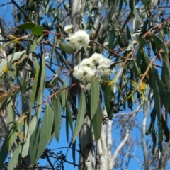 Eucalyptus dives (Broad-leaved Peppermint) at Fadden, ACT - 3 Oct 2015 by ArcherCallaway