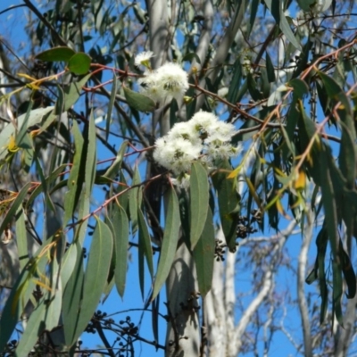 Eucalyptus dives (Broad-leaved Peppermint) at Fadden Hills Pond - 3 Oct 2015 by ArcherCallaway