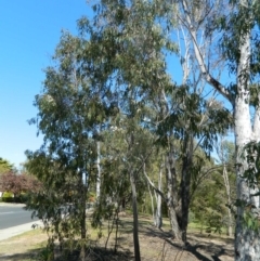 Eucalyptus dives at Fadden, ACT - 3 Oct 2015