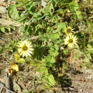 Arctotheca calendula at Fadden, ACT - 3 Oct 2015