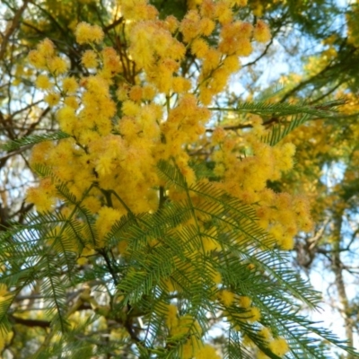 Acacia decurrens (Green Wattle) at Fadden Hills Pond - 3 Oct 2015 by RyuCallaway