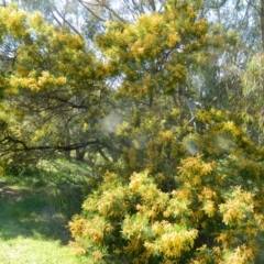 Acacia decurrens at Fadden, ACT - 3 Oct 2015 10:38 AM