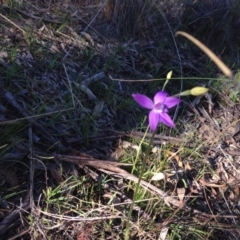 Glossodia major (Wax Lip Orchid) at Mount Majura - 3 Oct 2015 by Louisab