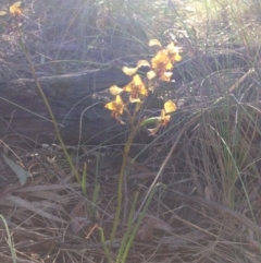 Diuris pardina (Leopard Doubletail) at Mount Majura - 3 Oct 2015 by Louisab