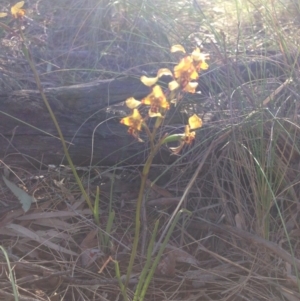 Diuris pardina at Hackett, ACT - suppressed