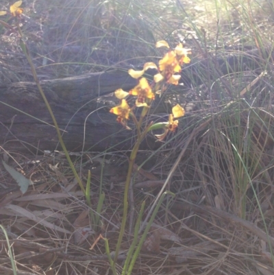 Diuris pardina (Leopard Doubletail) at Mount Majura - 3 Oct 2015 by Louisab