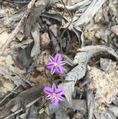Thysanotus patersonii (Twining Fringe Lily) at Black Mountain - 3 Oct 2015 by TobiasHayashi