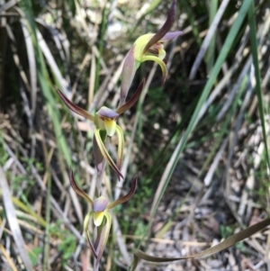 Lyperanthus suaveolens at Canberra Central, ACT - suppressed