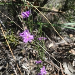 Thysanotus patersonii (Twining Fringe Lily) at Black Mountain - 3 Oct 2015 by TobiasHayashi