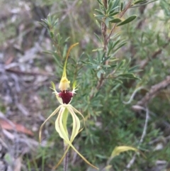 Caladenia parva (Brown-clubbed Spider Orchid) at Tennent, ACT - 3 Oct 2015 by TobiasHayashi