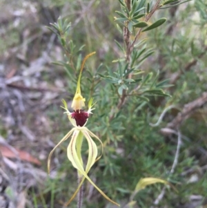 Caladenia parva at Tennent, ACT - suppressed