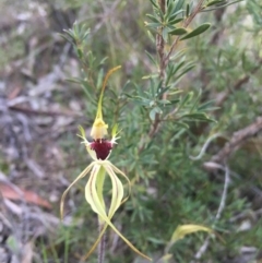 Caladenia parva (Brown-clubbed spider orchid) at Tennent, ACT - 3 Oct 2015 by TobiasHayashi