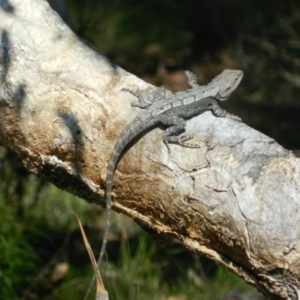 Amphibolurus muricatus at Wanniassa Hill - 3 Oct 2015