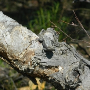 Amphibolurus muricatus at Wanniassa Hill - 3 Oct 2015