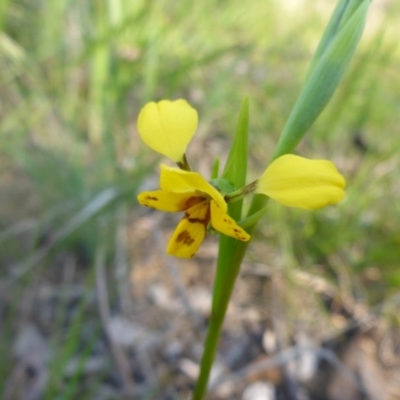 Diuris nigromontana (Black Mountain Leopard Orchid) at Bruce, ACT - 3 Oct 2015 by JanetRussell