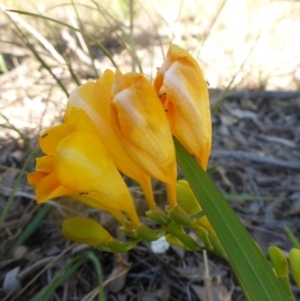 Freesia leichtlinii subsp. leichtlinii x Freesia leichtlinii subsp. alba at Bruce, ACT - 3 Oct 2015 03:03 PM