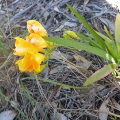 Freesia leichtlinii subsp. leichtlinii x Freesia leichtlinii subsp. alba at Bruce, ACT - 3 Oct 2015 03:03 PM