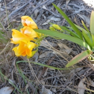 Freesia leichtlinii subsp. leichtlinii x Freesia leichtlinii subsp. alba at Bruce, ACT - 3 Oct 2015 03:03 PM