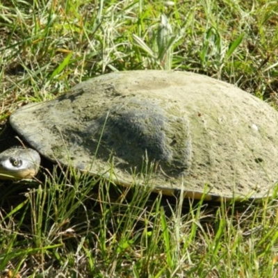 Chelodina longicollis (Eastern Long-necked Turtle) at Tuggeranong Creek to Monash Grassland - 19 Dec 2014 by ArcherCallaway