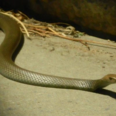 Pseudonaja textilis (Eastern Brown Snake) at Fadden, ACT - 8 Jan 2014 by ArcherCallaway