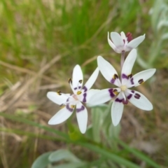 Wurmbea dioica subsp. dioica (Early Nancy) at Hall, ACT - 4 Oct 2015 by JanetRussell