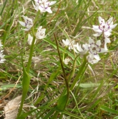 Wurmbea dioica subsp. dioica at Hall, ACT - 4 Oct 2015