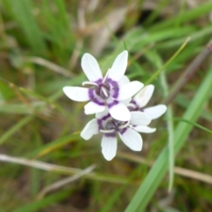 Wurmbea dioica subsp. dioica at Hall, ACT - 4 Oct 2015