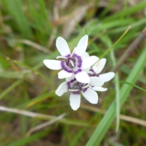 Wurmbea dioica subsp. dioica at Hall, ACT - 4 Oct 2015 11:21 AM