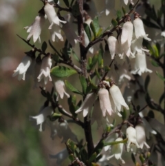 Cryptandra amara (Bitter Cryptandra) at Mount Painter - 2 Oct 2015 by KenT