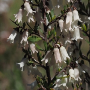 Cryptandra amara at Belconnen, ACT - 2 Oct 2015