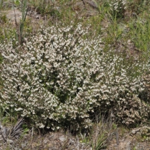 Cryptandra amara at Belconnen, ACT - 2 Oct 2015