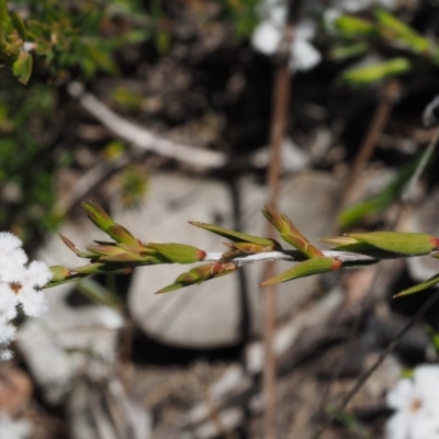 Leucopogon virgatus (Common Beard-heath) at Belconnen, ACT - 2 Oct 2015 by KenT