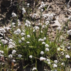 Leucopogon virgatus at Belconnen, ACT - 2 Oct 2015