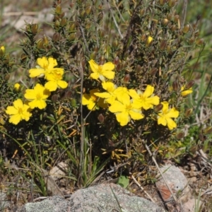 Hibbertia calycina at Cook, ACT - 2 Oct 2015 10:52 AM