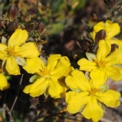 Hibbertia calycina at Cook, ACT - 2 Oct 2015 10:52 AM