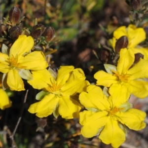 Hibbertia calycina at Cook, ACT - 2 Oct 2015 10:52 AM