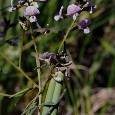 Glycine clandestina (Twining Glycine) at Cook, ACT - 2 Oct 2015 by KenT